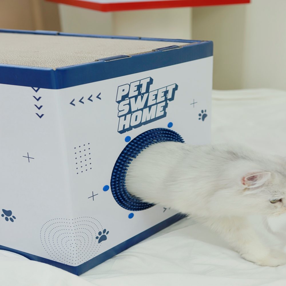 숨숨집 안에 들어간 고양이